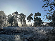 Frosty Norfolk Morning Photograph by Richard Reeve
