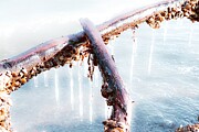 Frosty Seaside Serenity Photograph by Travel Essayist