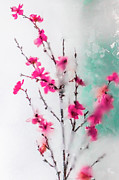 Frozen Beauty, Cherry Blossoms Photograph by Shannon Williams