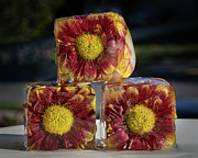 Frozen Trio Photograph by Elvira Peretsman