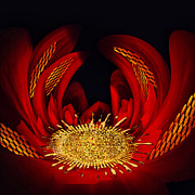 Future Flora Digital Art by Canessa Thomas