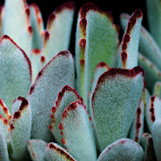 Fuzzy Fury Cactus Photograph by Abigail Diane Photography