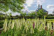 Garden Flowers at the Governor's Palace Photograph by Rachel Morrison
