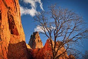 Garden of the Gods Red rock and tree Photograph by Abigail Diane Photography