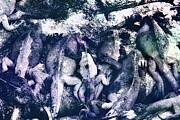 Gathering of Marine Iguanas Digital Art by Bruce Block