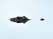 Gator Photograph by Rebecca Herranen