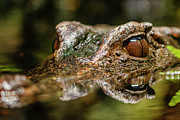 Gator Stare Photograph by David Fountain