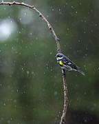 Gentle Rain Photograph by James Overesch