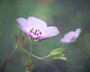 Geranium with textured background Photograph by Sue Leonard
