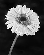 Gerbera Daisy Bloom BW Photograph by Susan Candelario