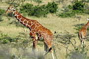 Giraffe and a Couple of Friends Photograph by Steve Templeton
