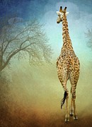 Giraffe Walking Tall in South Africa Photograph by Rebecca Herranen