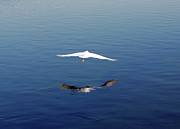 Glidepath Photograph by Joe Schofield