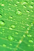 Glistening Greenery Close-up of Water Droplets on a Vibrant Leaf Photograph by Travel Essayist