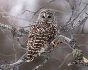 Gloomy Daze Photograph by James Overesch