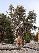 Gnarled Beauty Photograph by Joe Schofield