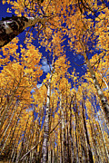 Golden Aspens Photograph by Bob Falcone