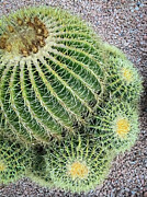 Golden Barrel Cactus Photograph by Anorel
