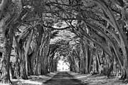 Golden Cypress Tree Tunnel Black And White Photograph by Adam Jewell
