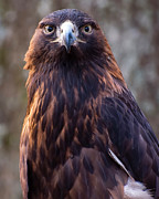 Golden eagle 4 Photograph by Flees Photos