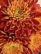 Golden Fall Mum Photograph by Deb Beausoleil