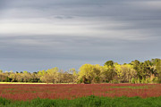 Golden Field Photograph by Charles Hite