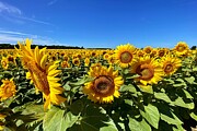 Golden Fields Vibrant Sunflowers Under Blue Skies Photograph by Travel Essayist