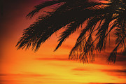 Golden Palm Tree Hour Sunset Photograph by Abigail Diane Photography