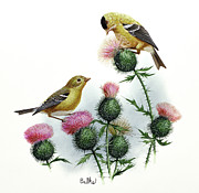 Goldfinch and Thistle Painting by Don Balke