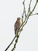 Got You In My Sight Photograph by Gina Fitzhugh