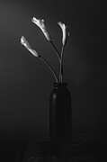 Grace of a Calla Lily Photograph by Dodie Ross