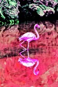 Graceful Flaming relection Photograph by Bruce Block