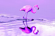 Graceful Flamingo in Pink Waters Digital Art by Bruce Block