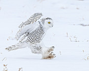 Graceful Landing Photograph by James Overesch