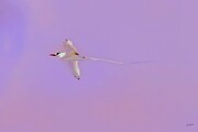 Graceful Red Billed Tropicbird Soars Against Pastel Sky Photograph by Bruce Block