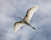 Graceful white egret gliding in the blue sky with outstretched w Photograph by Charles Floyd