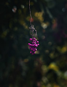 Grapes In The Jungle Photograph by Gian Smith