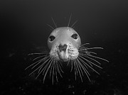 Gray seal Photograph by Brian Weber