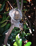 Gray Squirrel Photograph by Steven Nelson