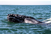 Gray Whale 2A Photograph by Sally Fuller