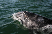 Gray Whale 3A Photograph by Sally Fuller