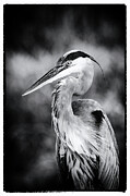 Great Blue Heron 101B Photograph by Sally Fuller