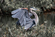 Great Blue Heron 131A Photograph by Sally Fuller