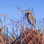 Great Blue Heron 133A Photograph by Sally Fuller