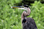 Great Blue Heron 73A Photograph by Sally Fuller