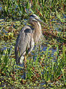 Great Blue Heron Photograph by David McKinney