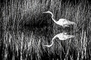 Great Egret 56D Photograph by Sally Fuller