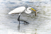 Great Egret 80B Photograph by Sally Fuller