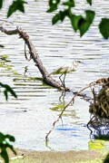 Great Egret in the Wetlands Digital Art by Bruce Block
