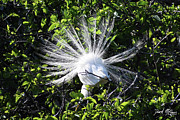 Great Egret Plumage Photograph by David McKinney